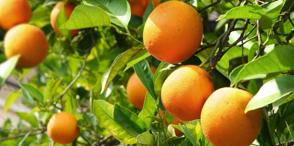 citricultura-1024x511-1.jpg